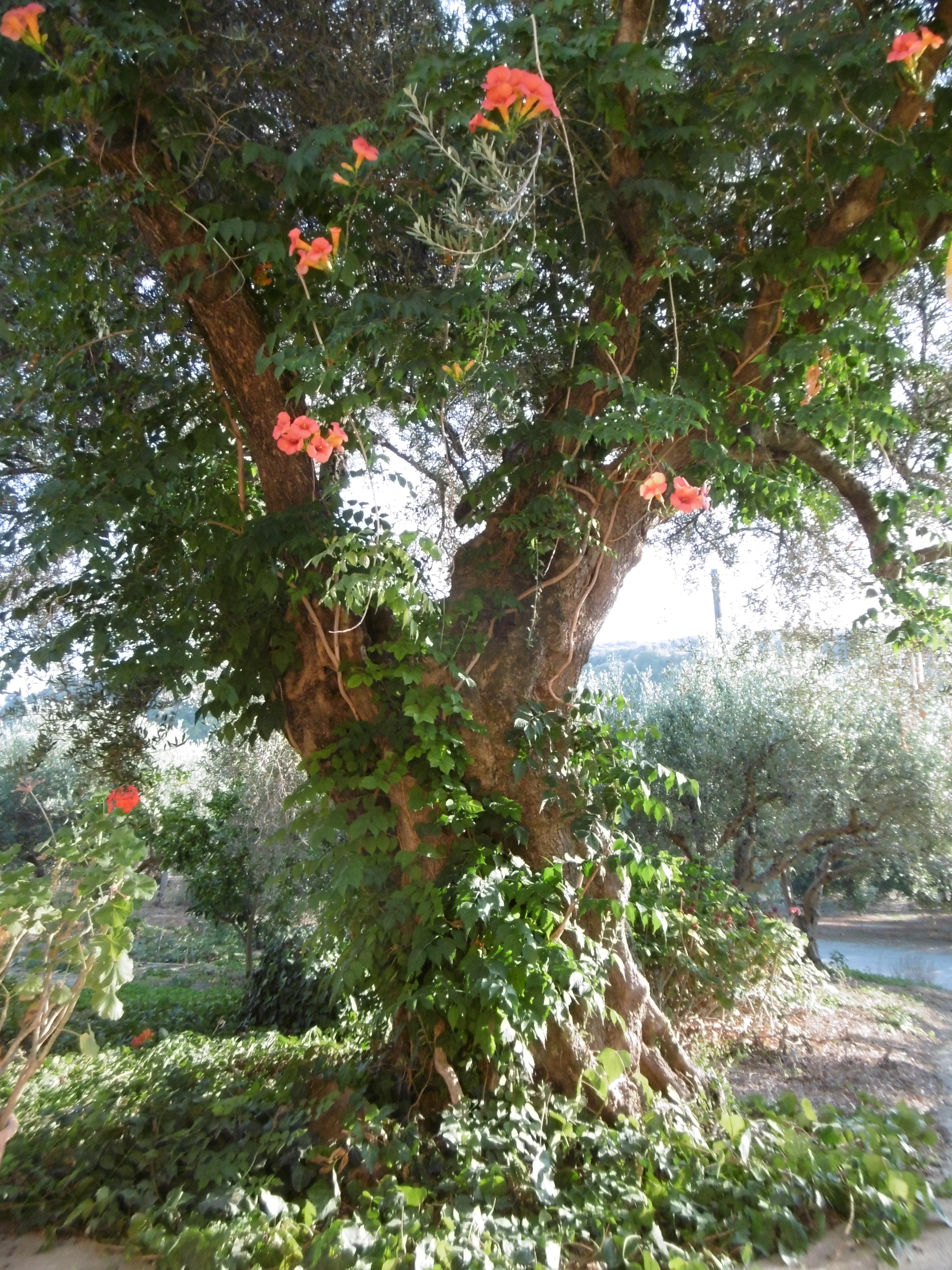 800-year old olive tree